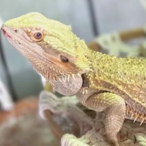 Meet your Posher, Simply